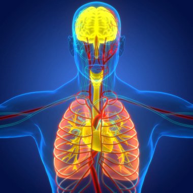 İnsan Dolaşım Sistemi Kalp Anatomisi. Üç Boyut