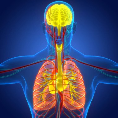 İnsan Dolaşım Sistemi Kalp Anatomisi. Üç Boyut