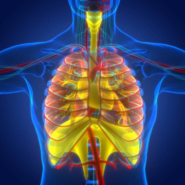 İnsan Dolaşım Sistemi Kalp Anatomisi. Üç Boyut