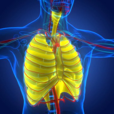 İnsan Solunum Sistemi Akciğerleri Anatomisi. Üç Boyut