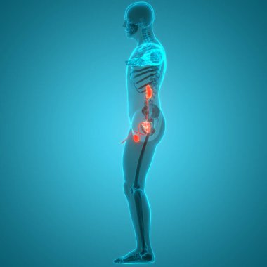 İdrar torbası anatomisi olan insan böbrekleri. Üç Boyut