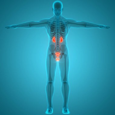 İnsan idrar torbası anatomisi. Üç Boyut