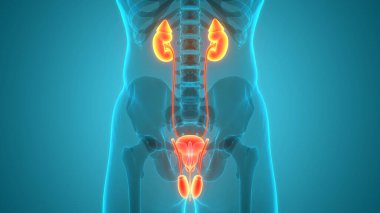 İdrar torbası anatomisi olan insan böbrekleri. Üç Boyut