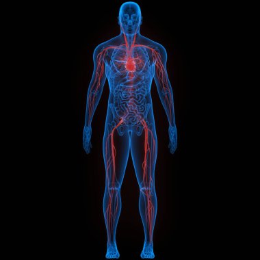 İnsan Dolaşım Sistemi Kalp Anatomisi. Üç Boyut