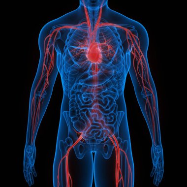 İnsan Dolaşım Sistemi Kalp Anatomisi. Üç Boyut