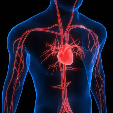 Human Circulatory System Heart Anatomy. 3D clipart