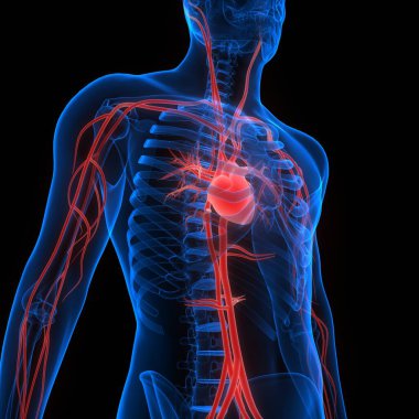 İnsan Dolaşım Sistemi Kalp Anatomisi. Üç Boyut