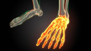 İnsan iskelet sistemi ayak kemiği eklemleri anatomisi. Üç Boyut