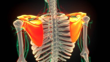 İnsan İskelet Sistemi Göğüs (Omuz) Korse Kemik Eklemleri Anatomisi. Üç Boyut