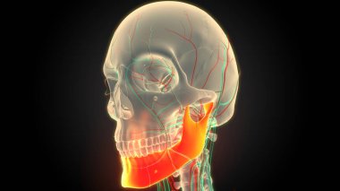 İnsan İskelet Sistemi Kafatası Kemiği Alt Çene Anatomisi. Üç Boyut