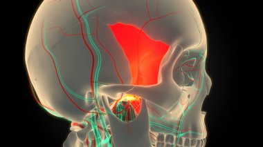 İnsan İskelet Sistemi Kafatası Kemik Sfenoid Kemik Parçaları Anatomisi. Üç Boyut