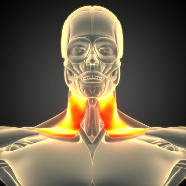 İnsan vücudu kas sistemi kafa kasları plazma kas anatomisi. Üç Boyut