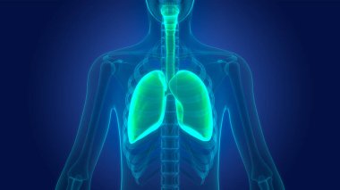 İnsan Solunum Sistemi Akciğerleri Anatomisi. Üç Boyut