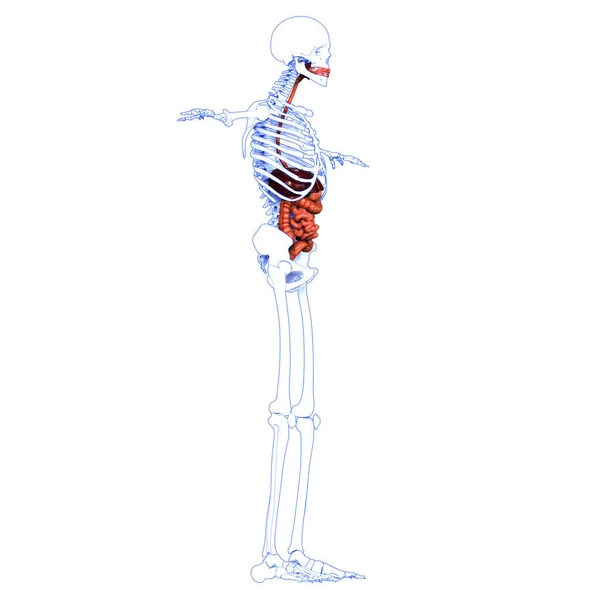 Анатомия Пищеварительной Системы Человека — стоковое фото