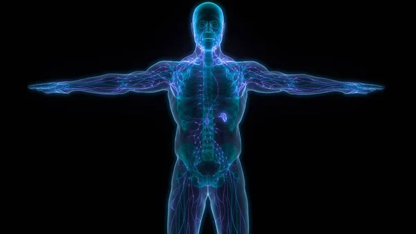 stock image Human Internal System Lymph Nodes Anatomy. 3D