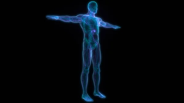 Людська Внутрішня Система Lymph Nodes Anatomy — стокове фото