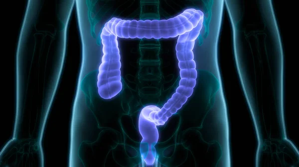 Sistema Digestivo Humano Anatomia Intestinal Grande — Fotografia de Stock