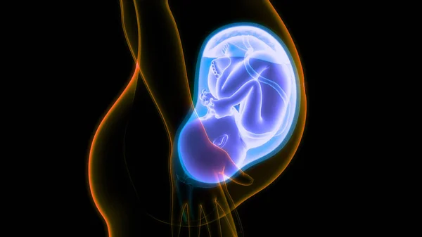 Bebê Feto Humano Anatomia Útero — Fotografia de Stock