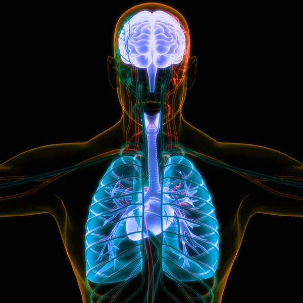 Organ Internal Manusia Otak Dengan Anatomi Paru Paru — Stok Foto