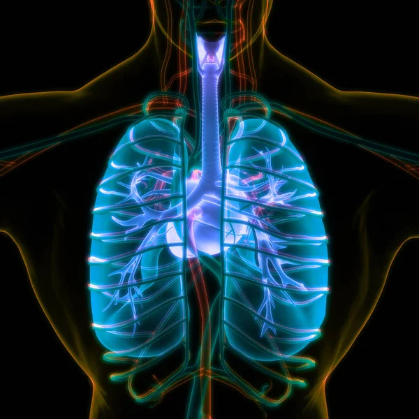 Human Respiratory System Lungs Diaphragm Anatomy — стокове фото