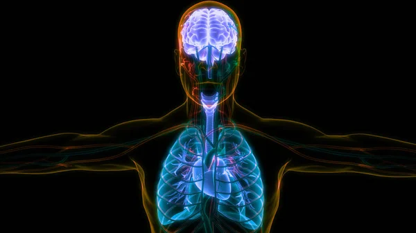 肺解剖学を用いたヒトの臓器脳 — ストック写真