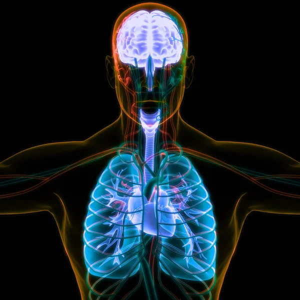 Människans Inre Organ Hjärna Med Lungor Anatomi Tredimensionell — Stockfoto