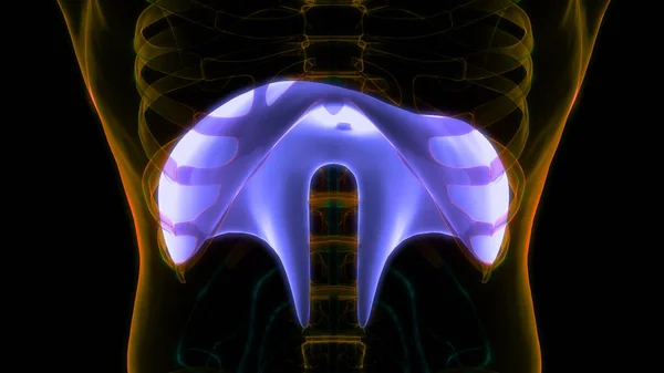 Anatomía Del Diafragma Del Sistema Respiratorio Humano — Foto de Stock