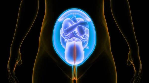 人間の胎児は子宮の解剖学の赤ん坊 — ストック写真