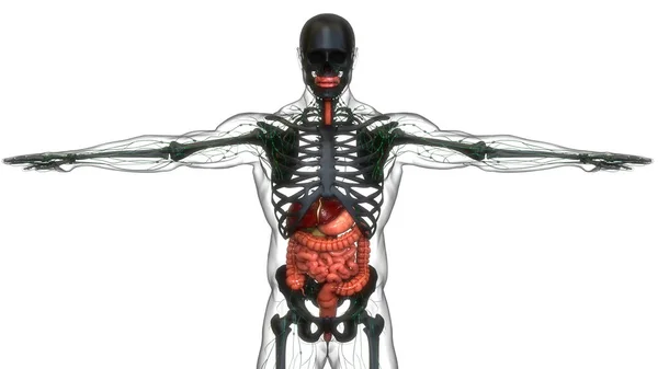 人体消化系统解剖 — 图库照片