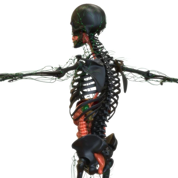 人体消化系统解剖 — 图库照片