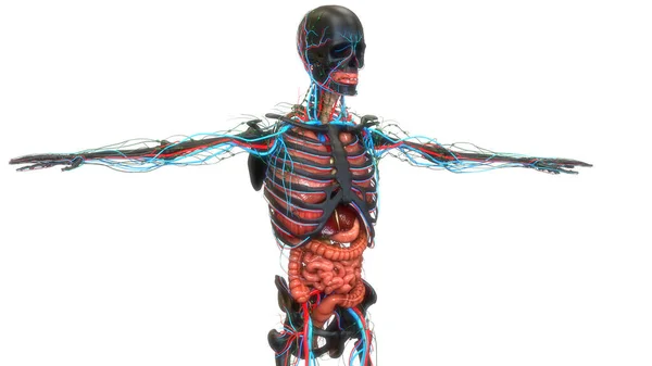 Анатомія Людини Травлення — стокове фото