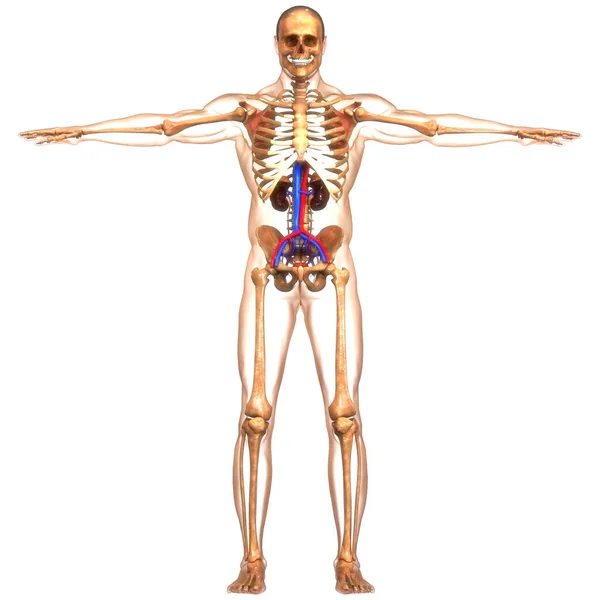 Ludzki Układ Moczowy Nerki Anatomią Pęcherza Moczowego — Zdjęcie stockowe