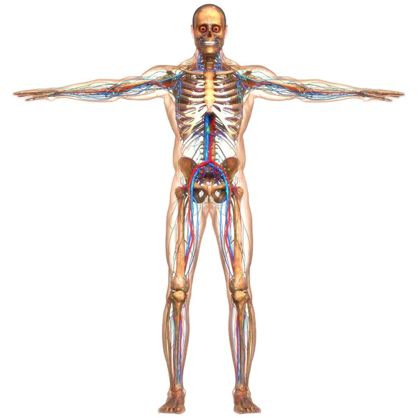 Menselijke Bloedsomloop Zenuwstelsel Lymfeklieren Anatomie — Stockfoto