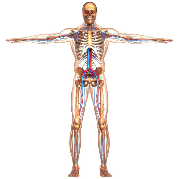Human Circulatory Nervous System Lymph Nodes Anatomy — стокове фото