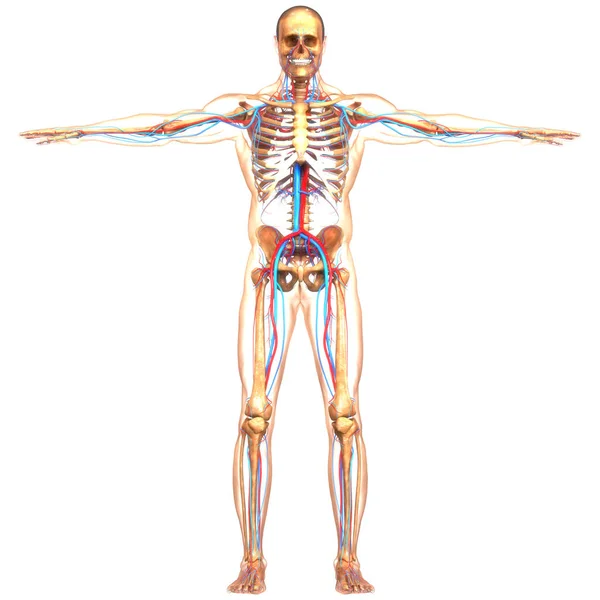 Human Circulatory Nervous System Lymph Nodes Anatomy Dalam Bahasa Inggris — Stok Foto