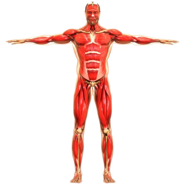 Human Body Muscular System Muscles Anatomy — Stock Photo, Image