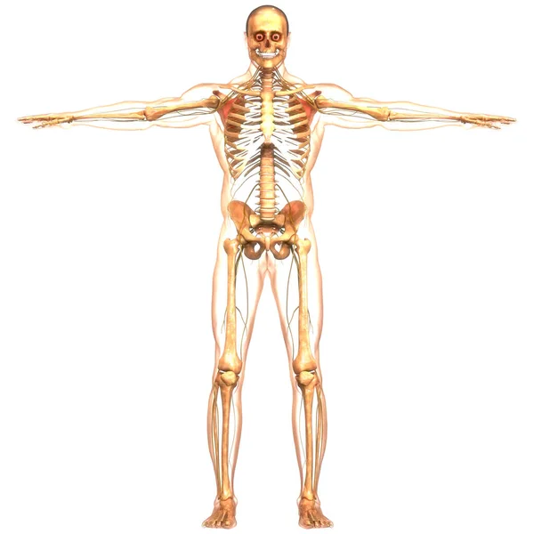 Anatomia Ludzkiego Układu Nerwowego — Zdjęcie stockowe