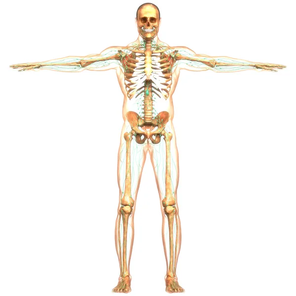 Emberi Belső Rendszer Nyirokcsomók Anatómia — Stock Fotó