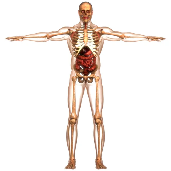 Nsan Sindirim Sistemi Anatomisi Boyut — Stok fotoğraf