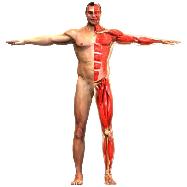 Anatomia Mięśni Ludzkich — Zdjęcie stockowe
