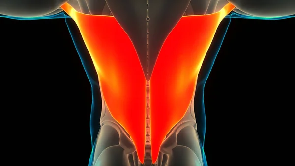 Ανθρώπινο Μυϊκό Σύστημα Torso Μύες Latissimus Dorsi Μυϊκή Ανατομία — Φωτογραφία Αρχείου