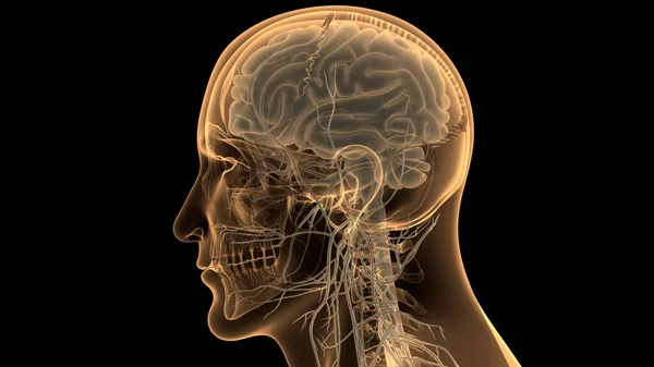 Anatomia Mózgu Ludzkiego Centralnego Układu Nerwowego — Zdjęcie stockowe