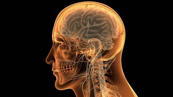 stock image Human Central Nervous System brain Anatomy. 3D
