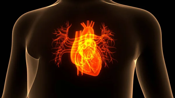 Système Circulatoire Humain Anatomie Cardiaque — Photo