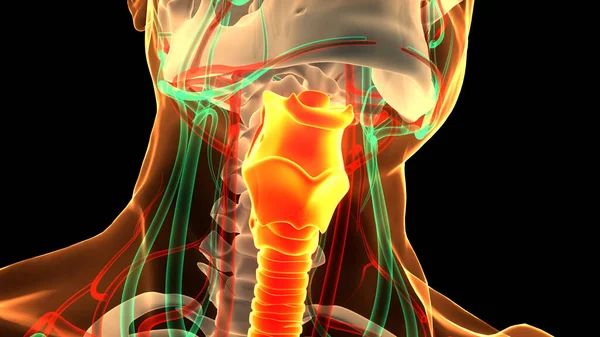 Human Respiratory System Larynx Und Pharynx Anatomy Stockfotografie