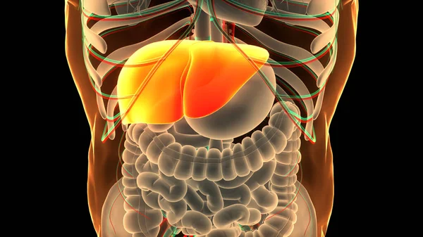 Ludzki Wewnętrzny Organ Trawienny Anatomia Wątroby — Zdjęcie stockowe