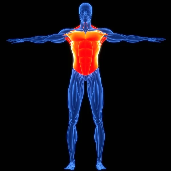 Human Muscular System Torso Muscles Anatomy — 图库照片