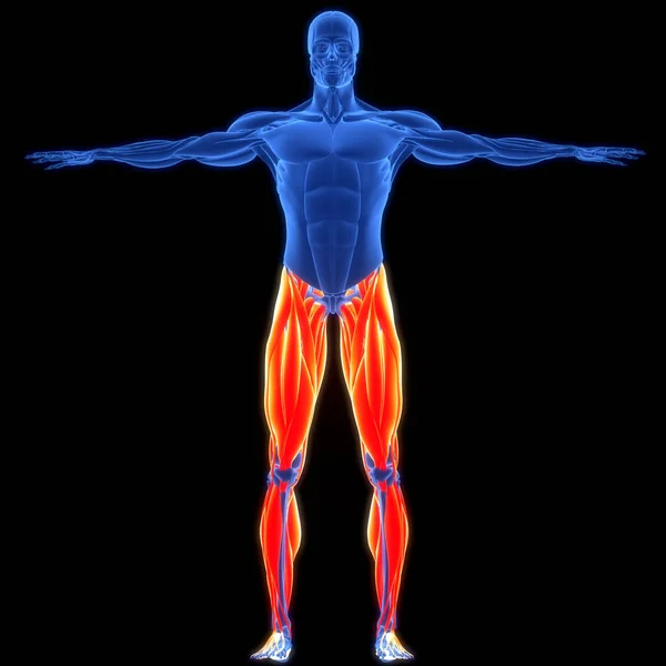 Menschliches Muskelsystem Beine Muskeln Anatomie — Stockfoto