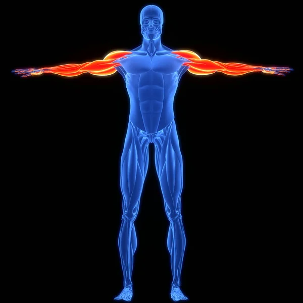 人类肌肉系统手部肌肉解剖 — 图库照片
