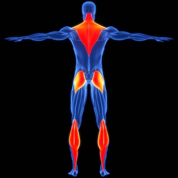 Человеческая Мышечная Система Трапеция Глютей Максим Гастронемий Анатомия Мышц — стоковое фото